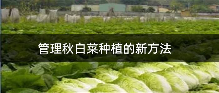 管理秋白菜种植的新方法