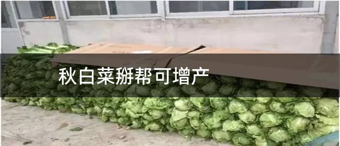 秋白菜掰帮可增产