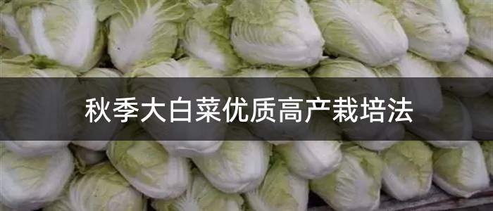秋季大白菜优质高产栽培法