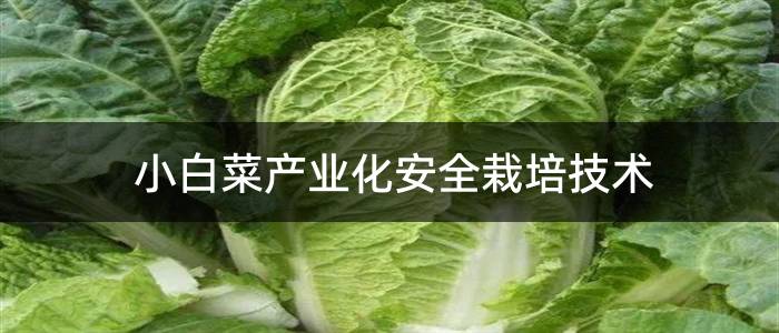 小白菜产业化安全栽培技术