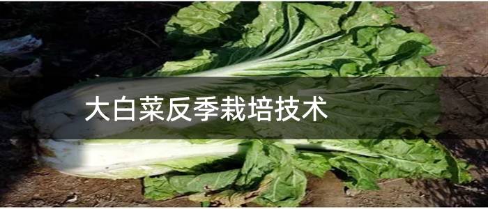 大白菜反季栽培技术