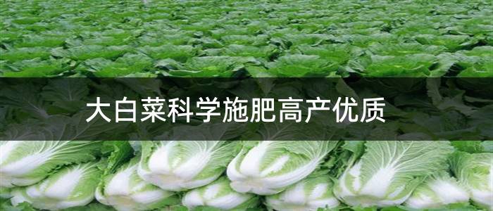 大白菜科学施肥高产优质