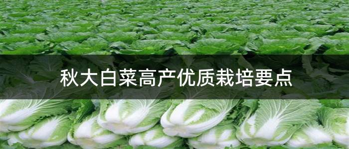 秋大白菜高产优质栽培要点