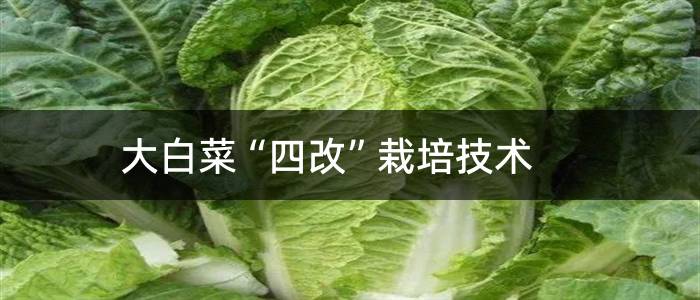 大白菜“四改”栽培技术