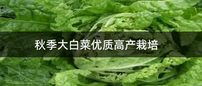 秋季大白菜优质高产栽培