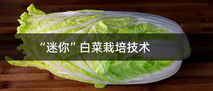 “迷你”白菜栽培技术