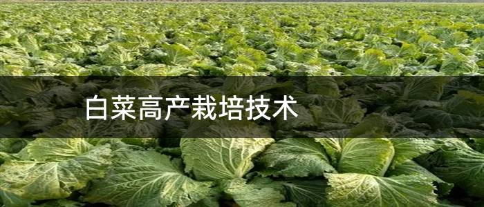 白菜高产栽培技术