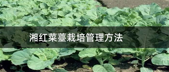 湘红菜薹栽培管理方法