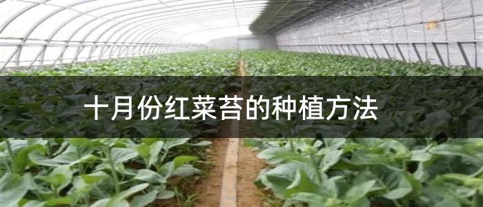 十月份红菜苔的种植方法