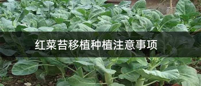 红菜苔移植种植注意事项