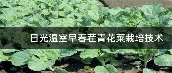 日光温室早春茬青花菜栽培技术