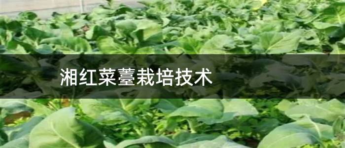 湘红菜薹栽培技术