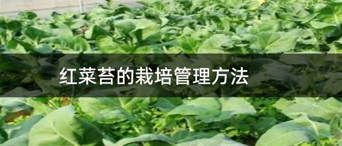 红菜苔的栽培管理方法