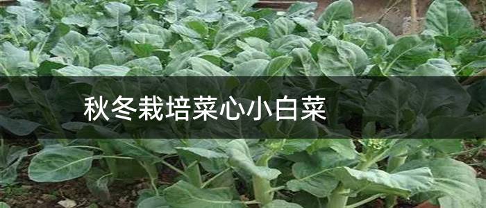 秋冬栽培菜心小白菜