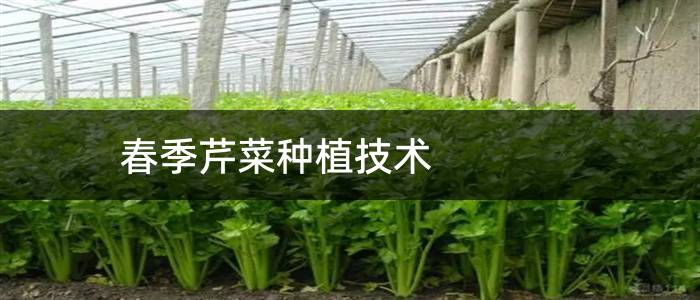 春季芹菜种植技术