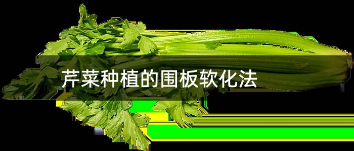 芹菜种植的围板软化法