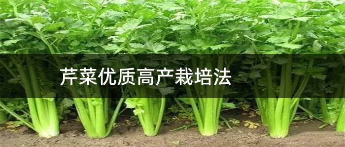 芹菜优质高产栽培法