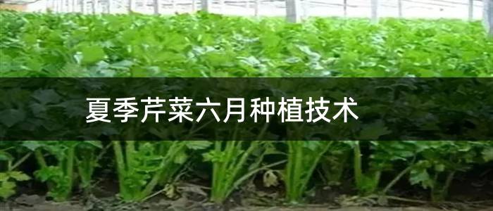 夏季芹菜六月种植技术