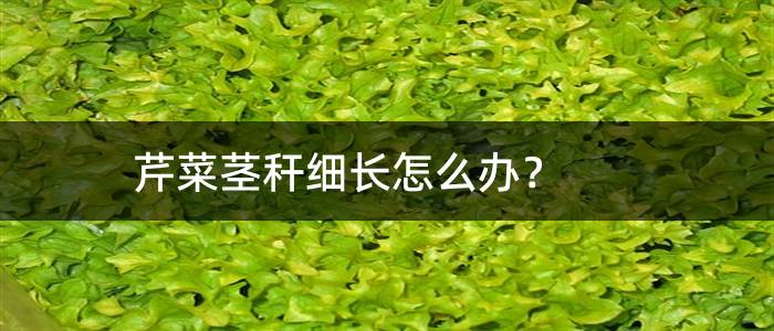 芹菜茎秆细长怎么办？
