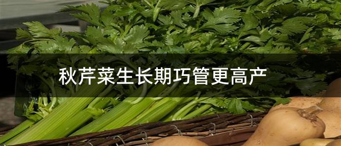秋芹菜生长期巧管更高产