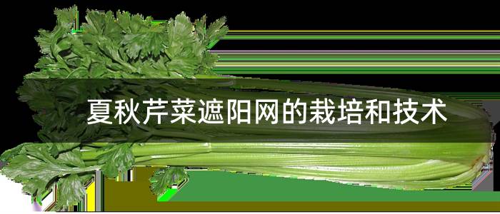 夏秋芹菜遮阳网的栽培和技术