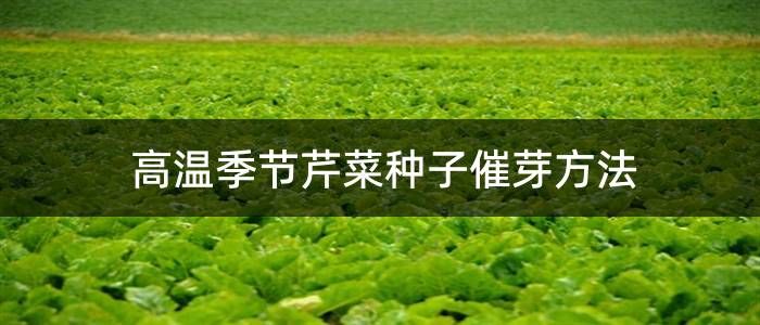 高温季节芹菜种子催芽方法