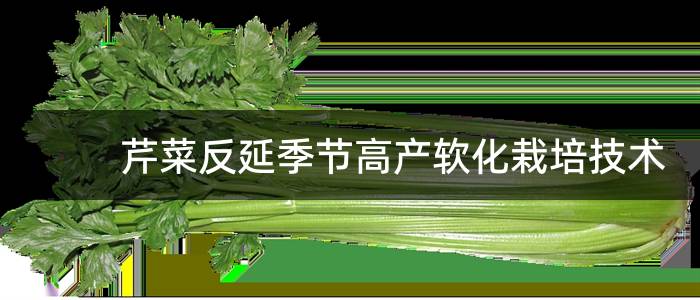 芹菜反延季节高产软化栽培技术