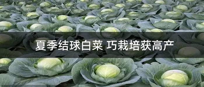 夏季结球白菜 巧栽培获高产