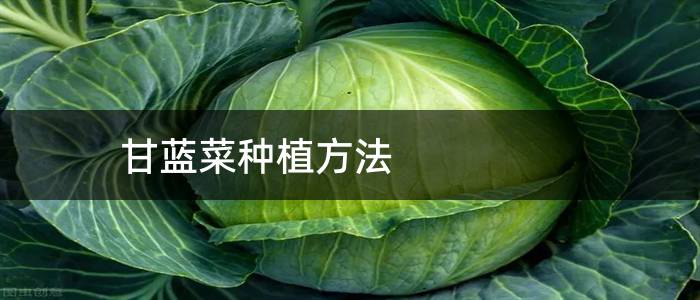 甘蓝菜种植方法