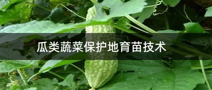 瓜类蔬菜保护地育苗技术