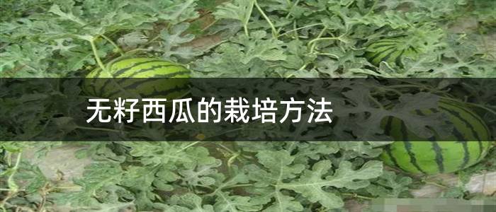 无籽西瓜的栽培方法