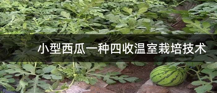 小型西瓜一种四收温室栽培技术