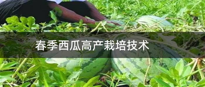 春季西瓜高产栽培技术