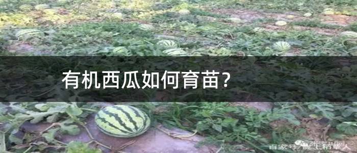 有机西瓜如何育苗？