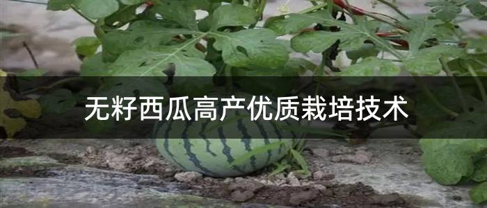 无籽西瓜高产优质栽培技术