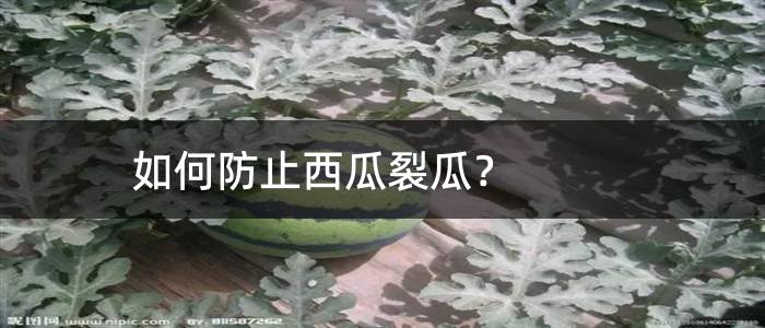 如何防止西瓜裂瓜？