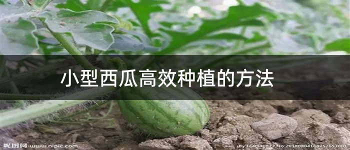 小型西瓜高效种植的方法