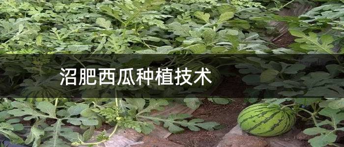 沼肥西瓜种植技术