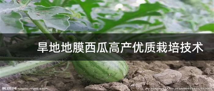 旱地地膜西瓜高产优质栽培技术