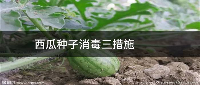 西瓜种子消毒三措施