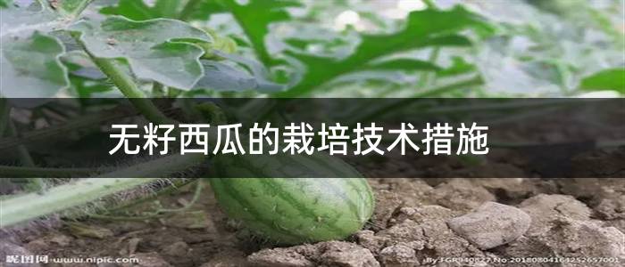 无籽西瓜的栽培技术措施