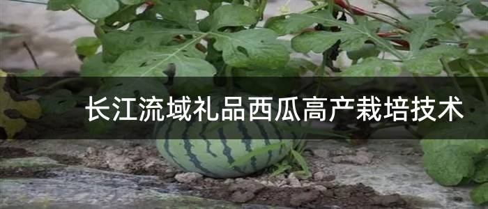 长江流域礼品西瓜高产栽培技术