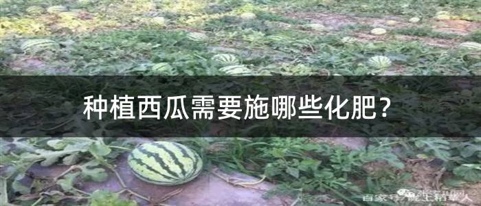 种植西瓜需要施哪些化肥？