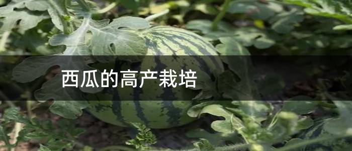 西瓜的高产栽培