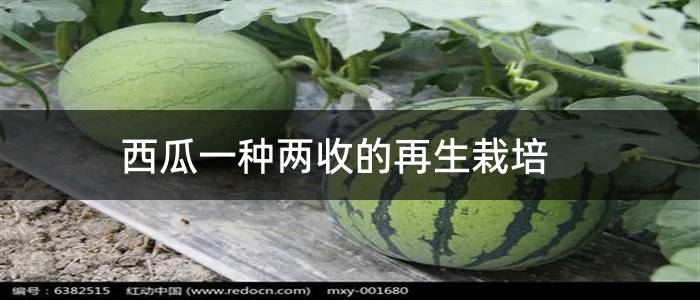 西瓜一种两收的再生栽培