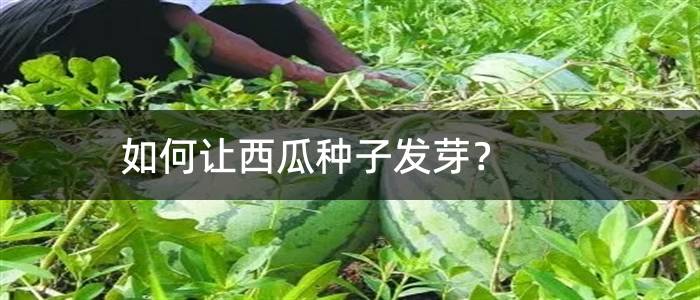 如何让西瓜种子发芽？