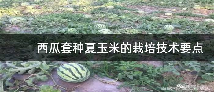 西瓜套种夏玉米的栽培技术要点