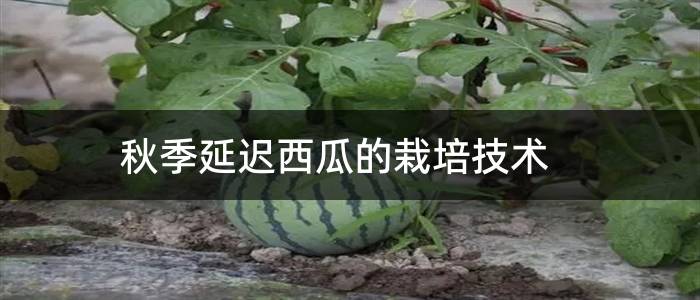 秋季延迟西瓜的栽培技术