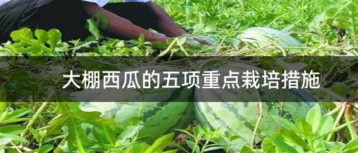 大棚西瓜的五项重点栽培措施