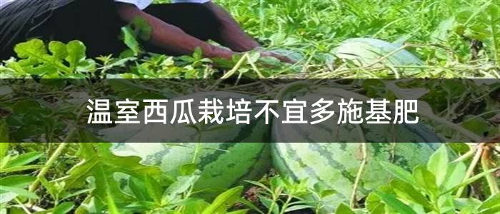温室西瓜栽培不宜多施基肥